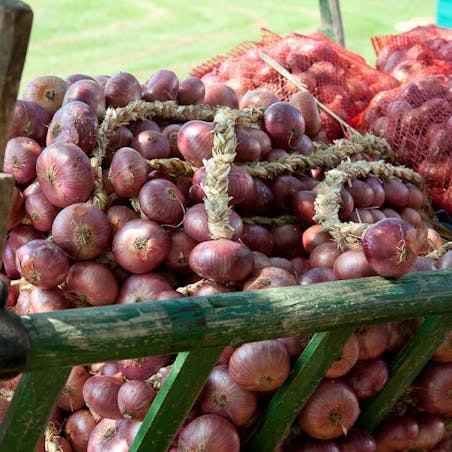 Onion Festival in Dornava